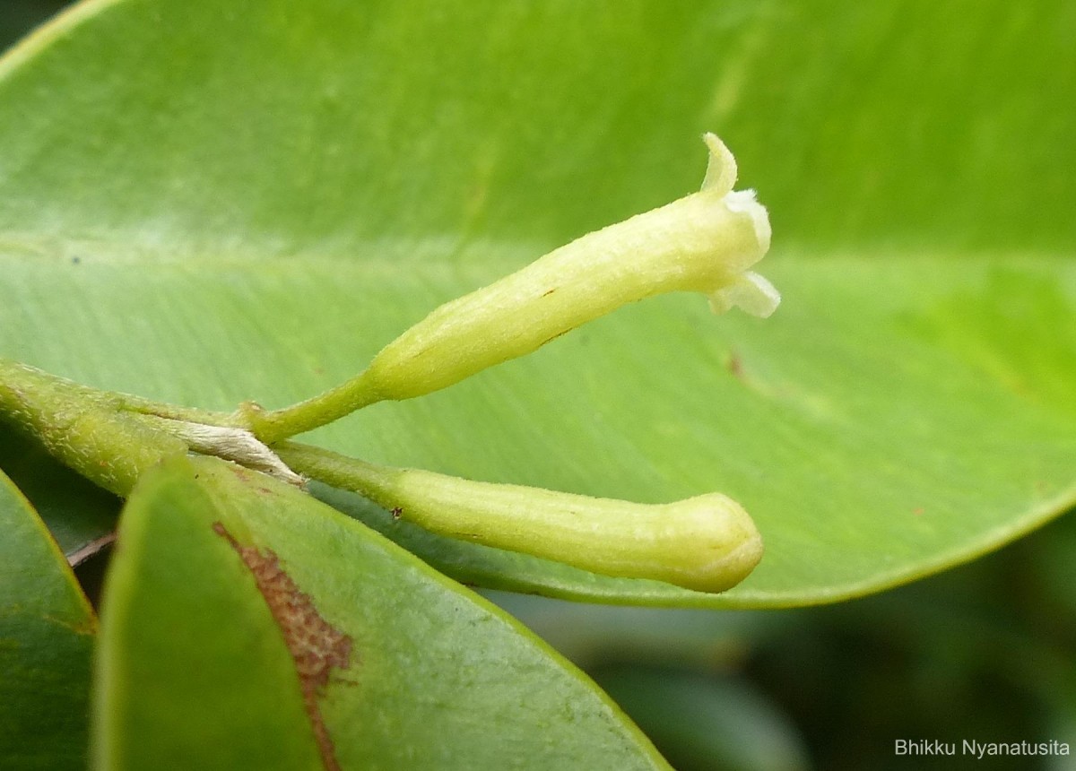 Gyrinops walla Gaertn.